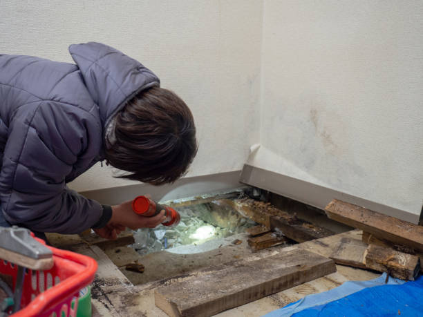 Best Mold Remediation for Healthcare Facilities  in Sissonville, WV