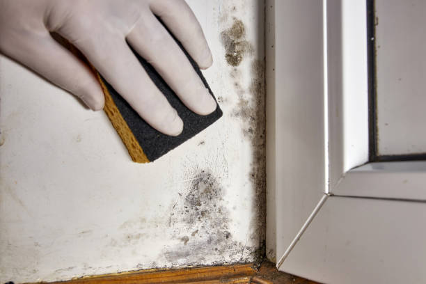 Best Basement Mold Removal  in Sissonville, WV